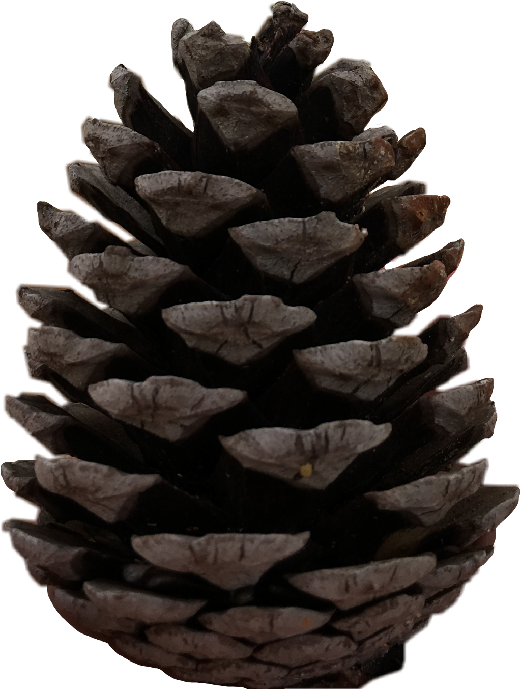 Christmas Pine Holidays File Cone PNG