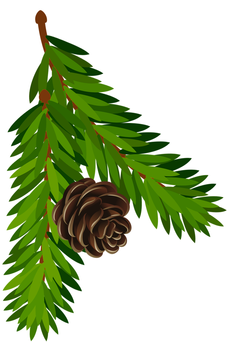 Holiday Christmas Pine Holidays Cone PNG