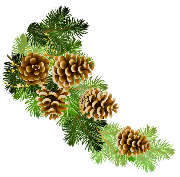 Pine Thanksgiving Holidays Holiday Christmas PNG