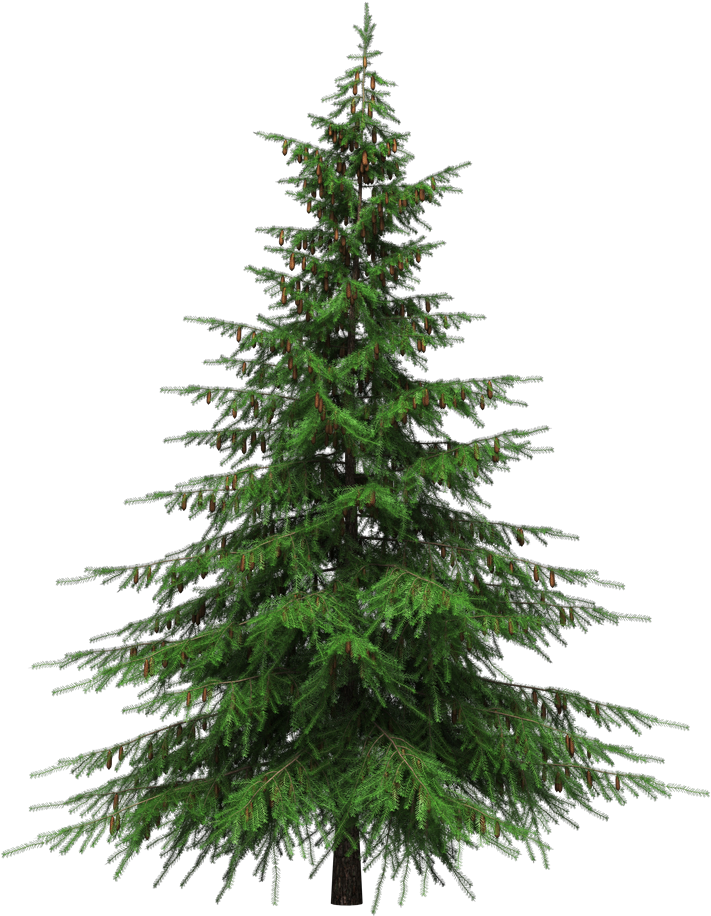 Green Fir-Tree Holidays Christmas Native PNG