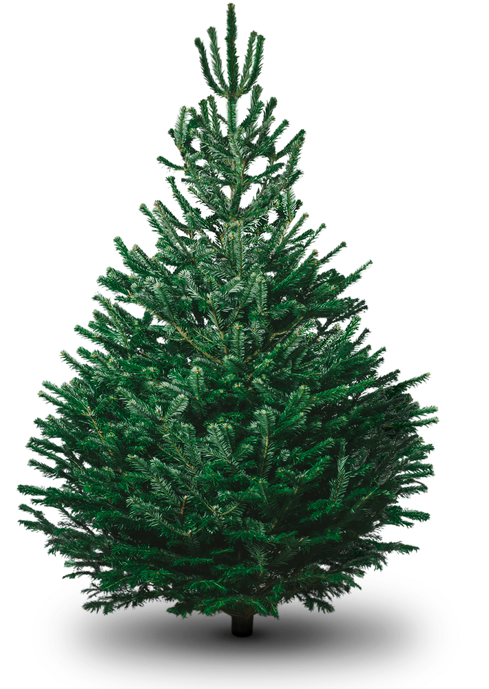 Christmas Birthplace Fir-Tree Noel Holidays PNG