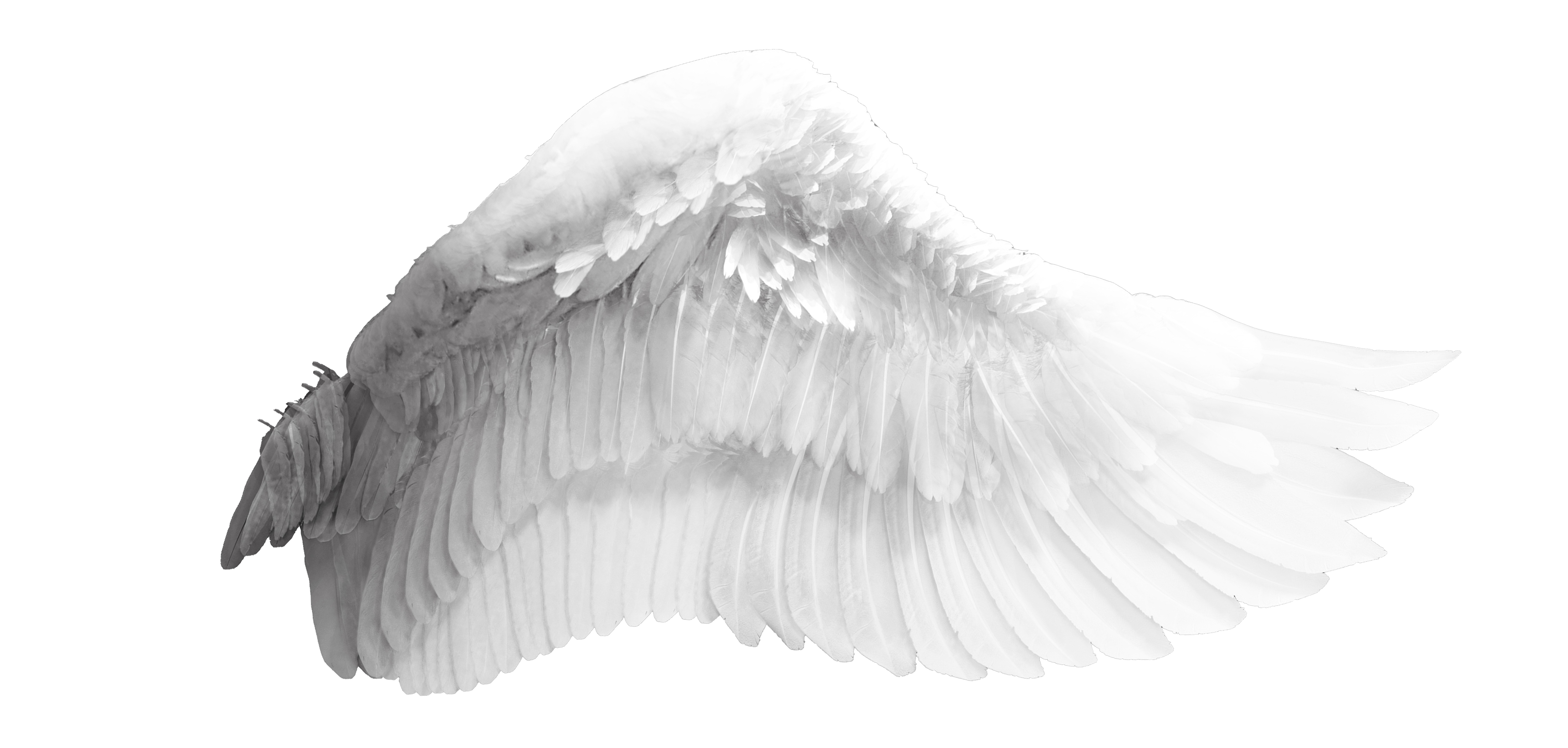 White Angel Bird Aisle Wing PNG