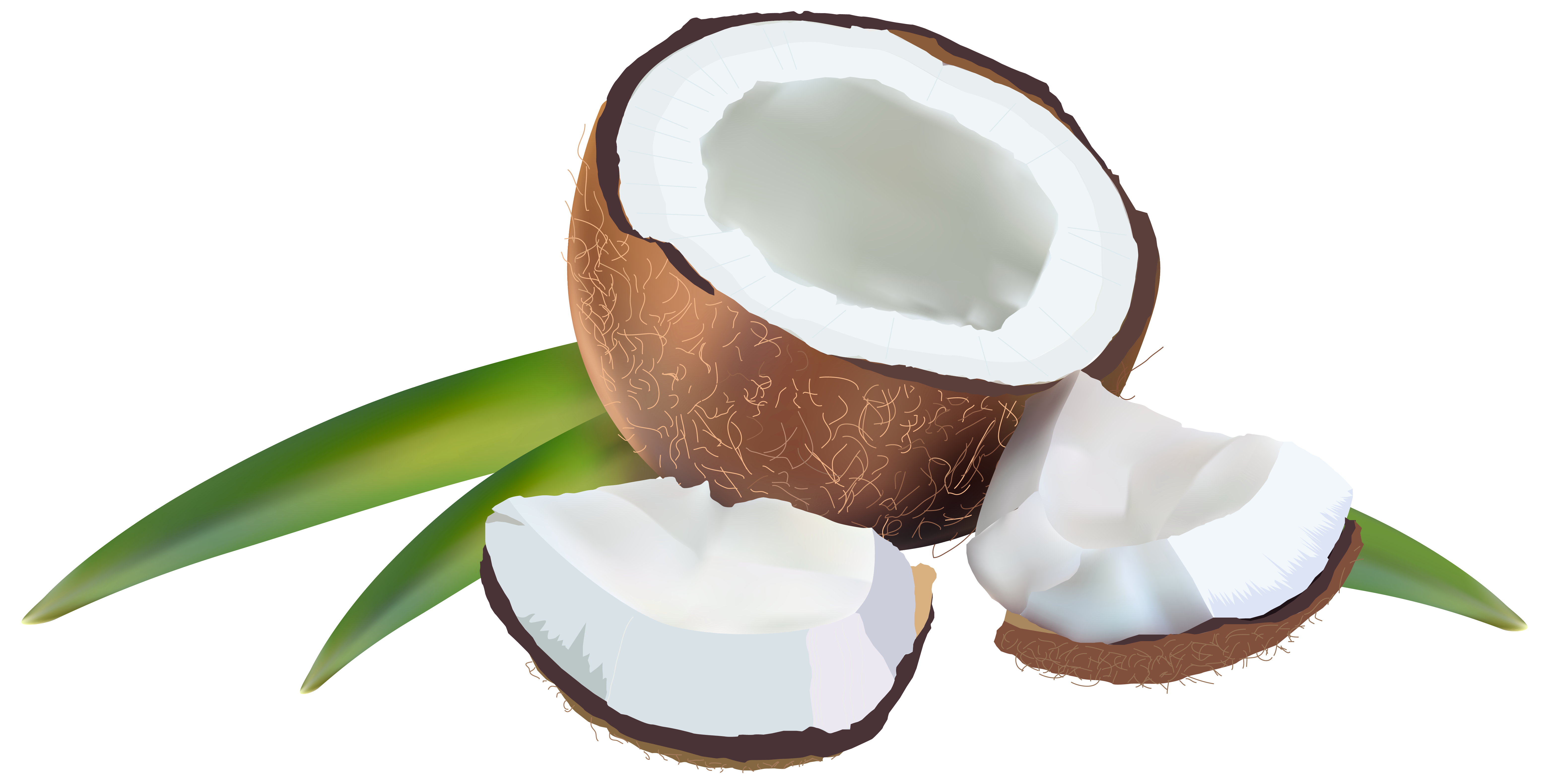 Coconut Fast Today Funny Tree PNG