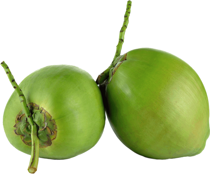 Sweetheart Cassia Babe Green Coconut PNG