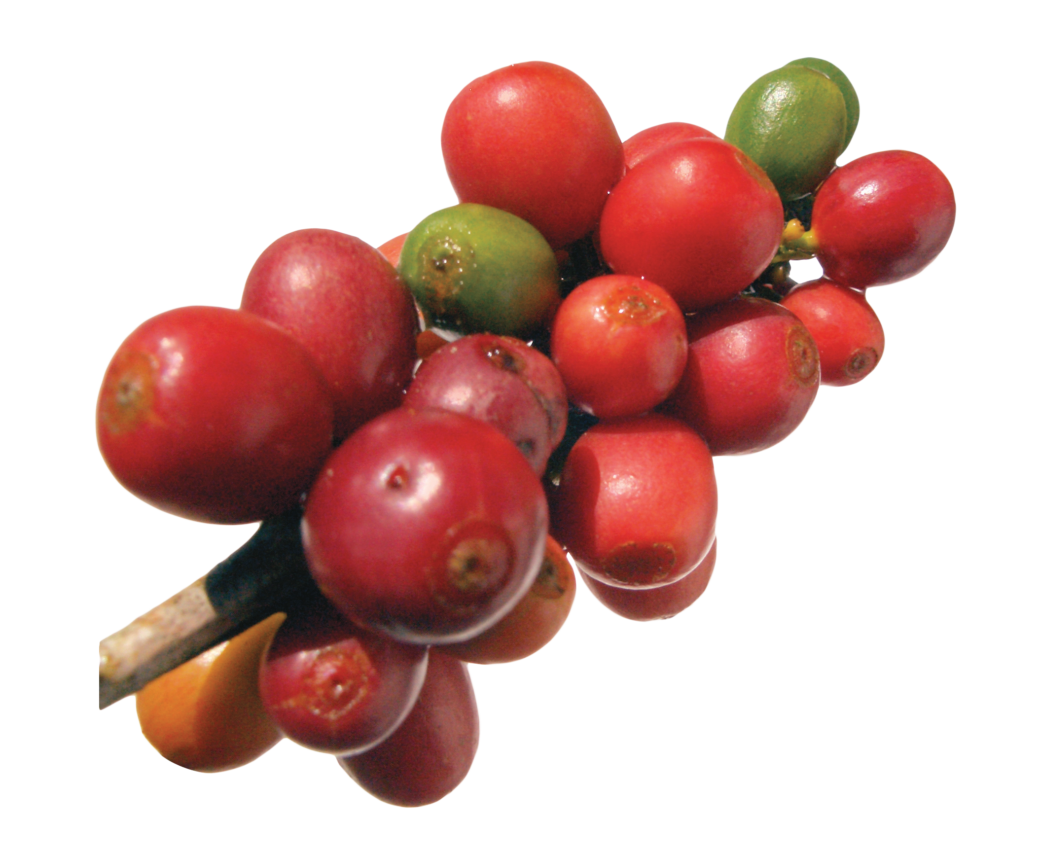 Coffeehouse Robusta Beans Bean Coffee PNG