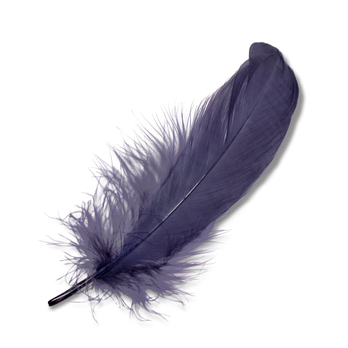 Desktops Quill Feather Portable Wing PNG