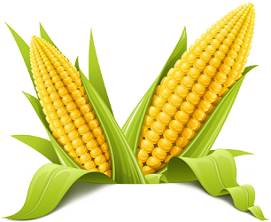 Iota Fast Corn Oats Cornfield PNG