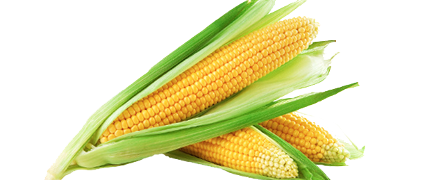 Grains Selfie Corn Luxury Tags PNG