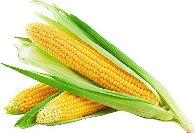 Schmaltz Cob Corn Meat Nuts PNG