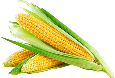 Corn Fruits Sorghum Crust Cereal PNG