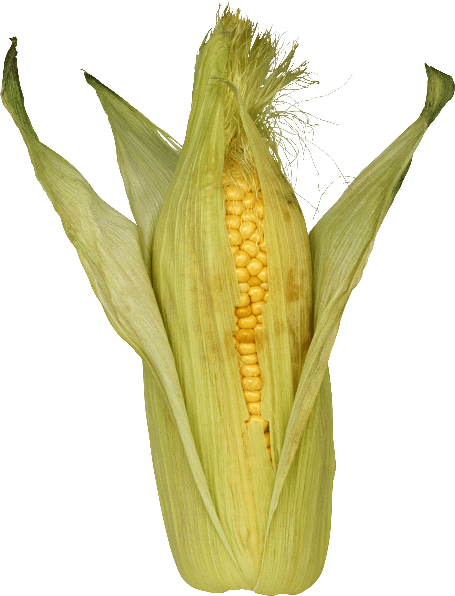 Bean Barley Atom Corn Elite PNG