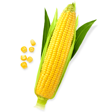 Sweet File Rice Corn Oat PNG