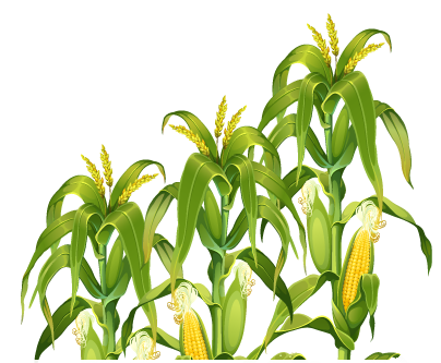 Plant Luxury Barley Corn Iota PNG