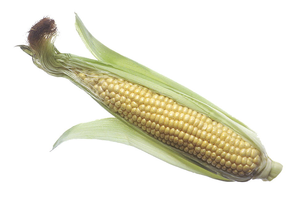 Grain Puppy Colorful Corn PNG