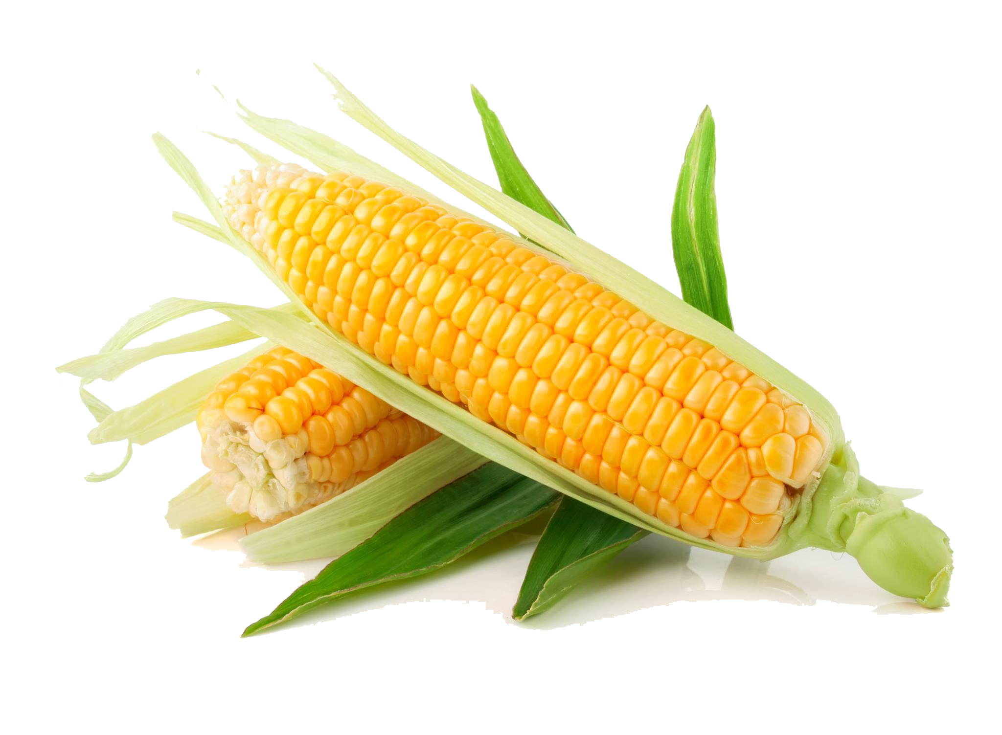 Corn Cereal Cute Twitter Barley PNG