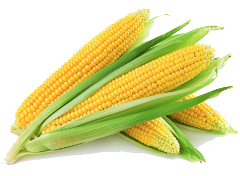 Corn Delicious Junk Nutrition Fashionista PNG