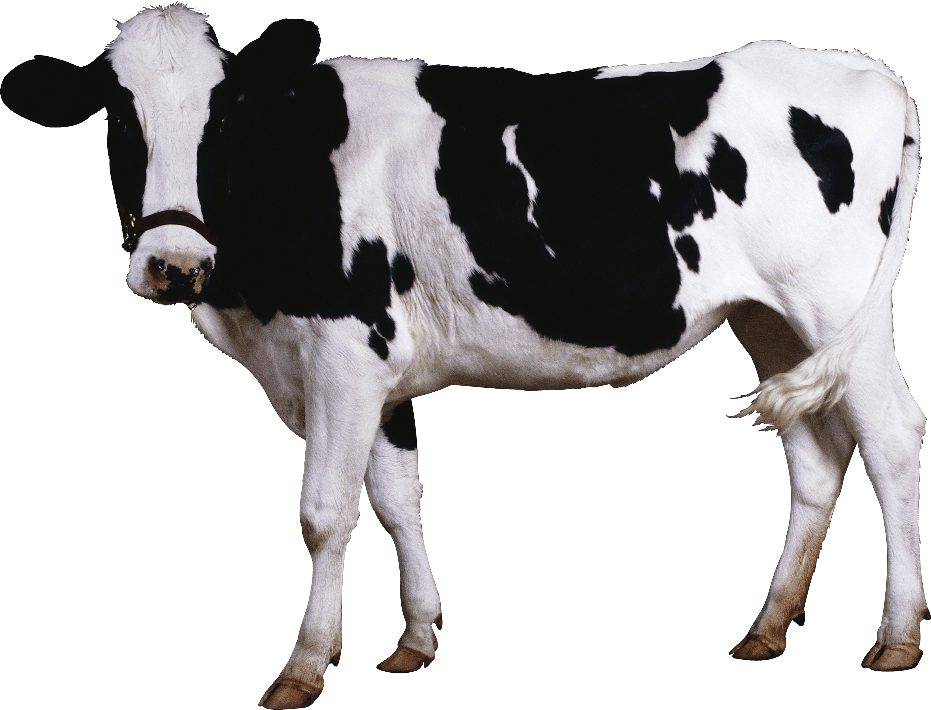 Overawe Buffalo Gosh Animal Cow PNG