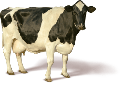 Pets Oxen Day Cow Cattle PNG