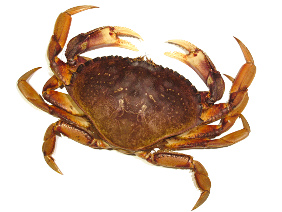 Love Crab Zoo Grouch Adorable PNG