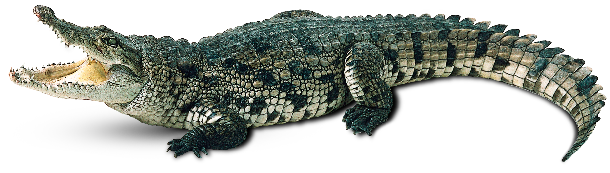 Turtle Crocodile Leopard Snake Gecko PNG