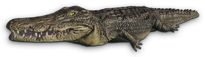 Ocean Lizard Python Turtle Crocodile PNG