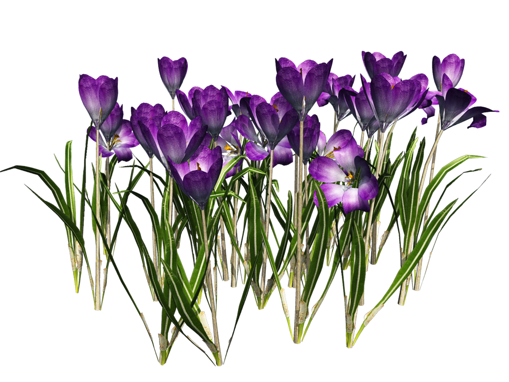 Rest Snowdrop Crocus Sky Corms PNG