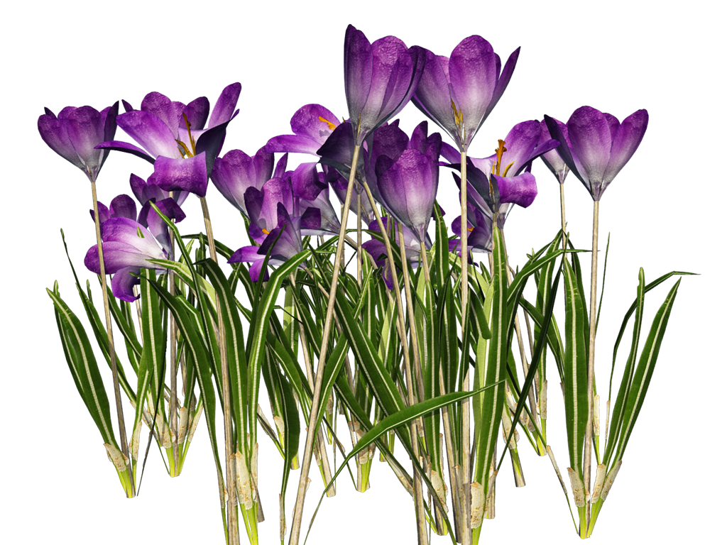 Mountains Animal Crocus Relax PNG