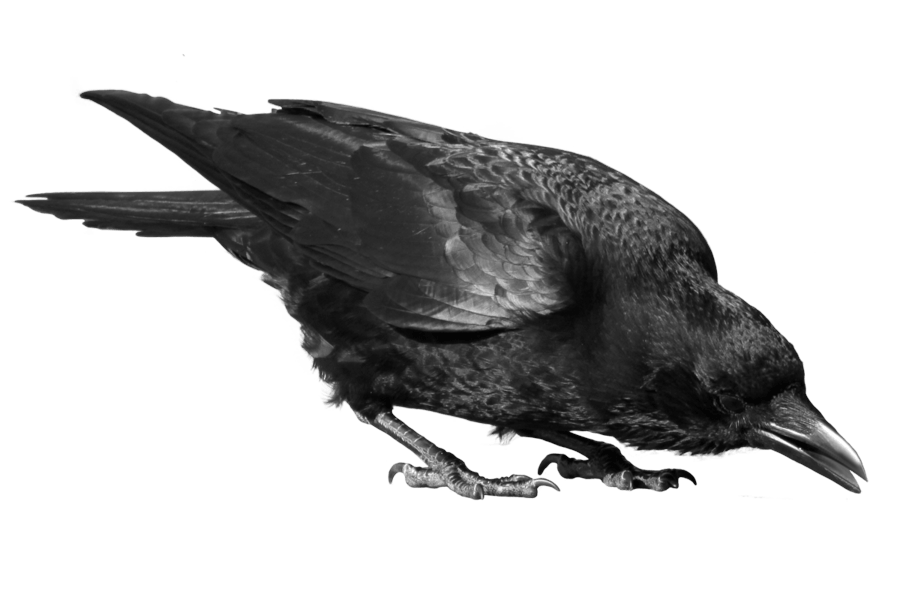 Crow Bragging Black Buzzard Lizard PNG