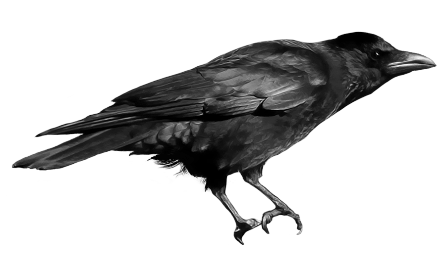 Crow Grackle Blackbird Bragging Carrion PNG