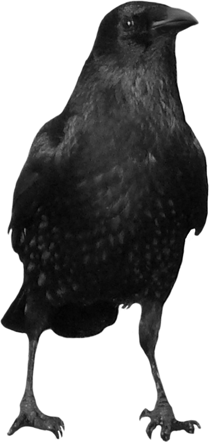 Rooster Mushroom Black Buzzard Starling PNG