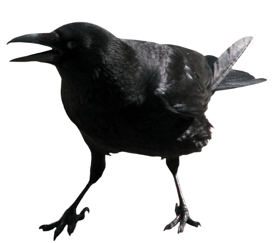 Brag Bragging Pigeon Triumph Starling PNG