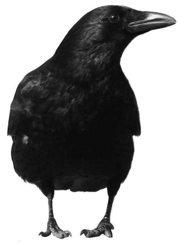 Adorable Crow Heron Biology Black PNG