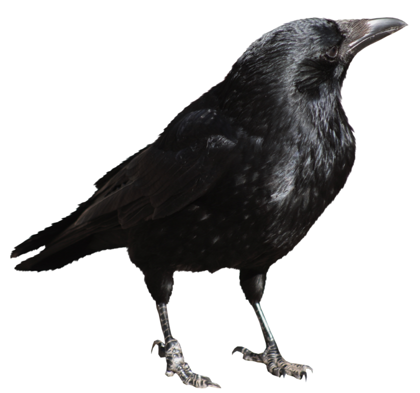 Biology Farm Carrion Raven Day PNG