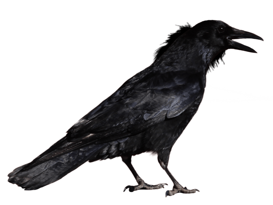 Bragging Rooster Carrion Blackbird Buzzard PNG