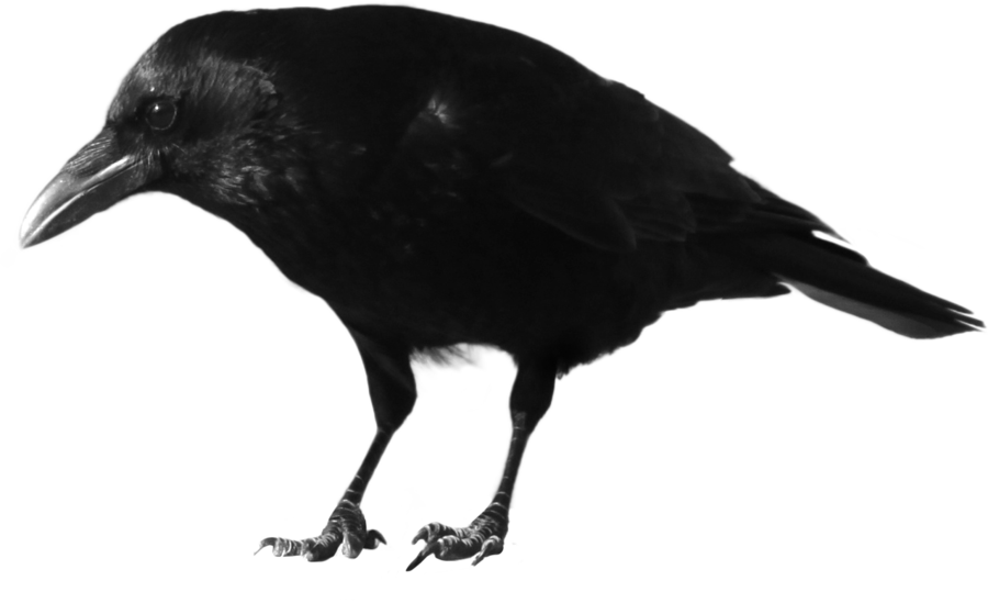 Biology Wild Cartoon Kittens Crow PNG