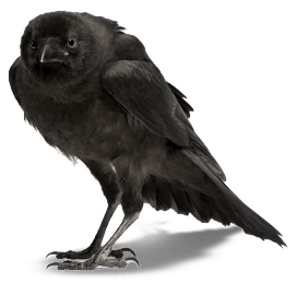 Triumph Heron Carrion Crow Brag PNG