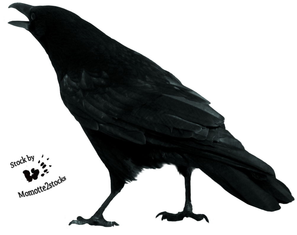 Buzzard Sleeping Pigeon Boast Crow PNG