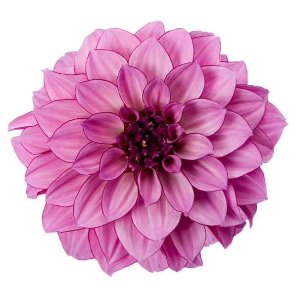 World Cool Peonies Beauty Dahlia PNG