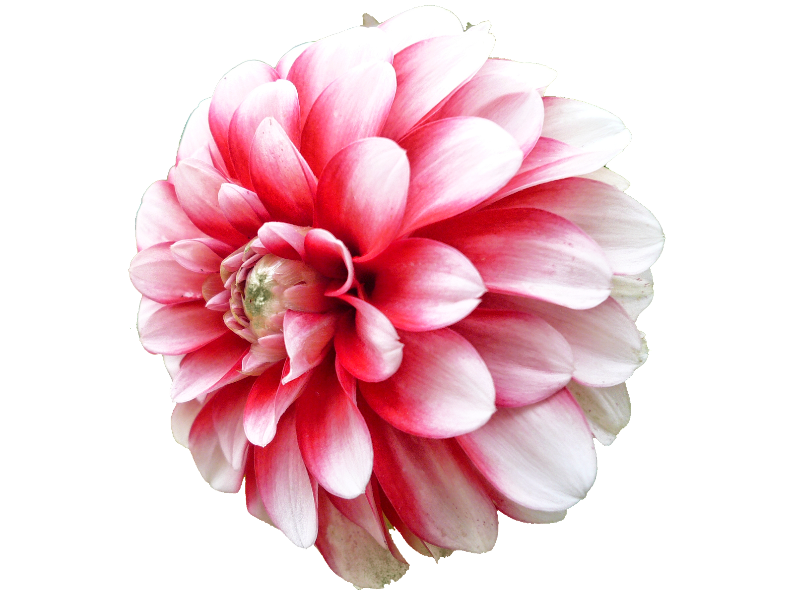 Chrysanthemum Pink Orchid Blue Dahlia PNG