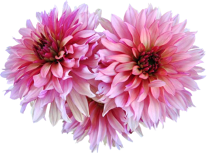 Relax Night Natural Dahlia Asters PNG