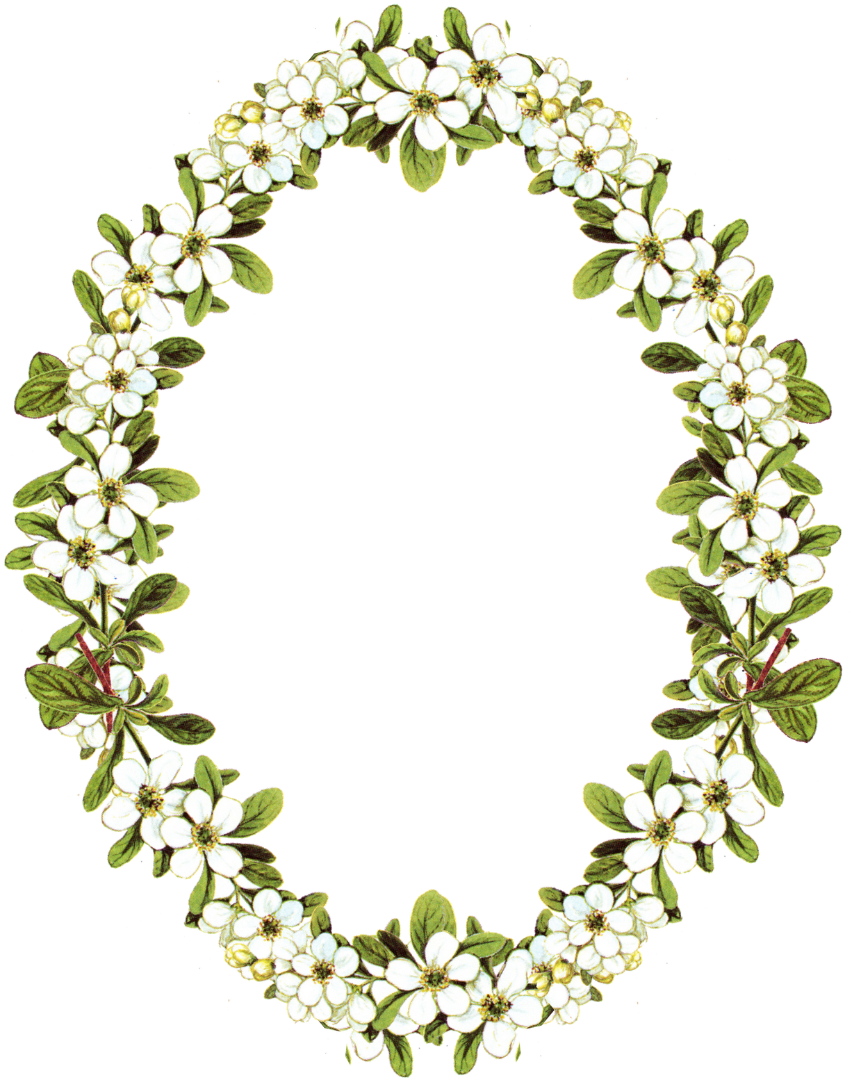 Oval Roadside Miscellaneous Circle Flower PNG