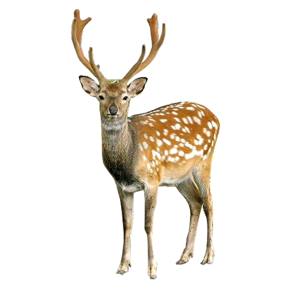 Fat Rare Kitten Deer File PNG