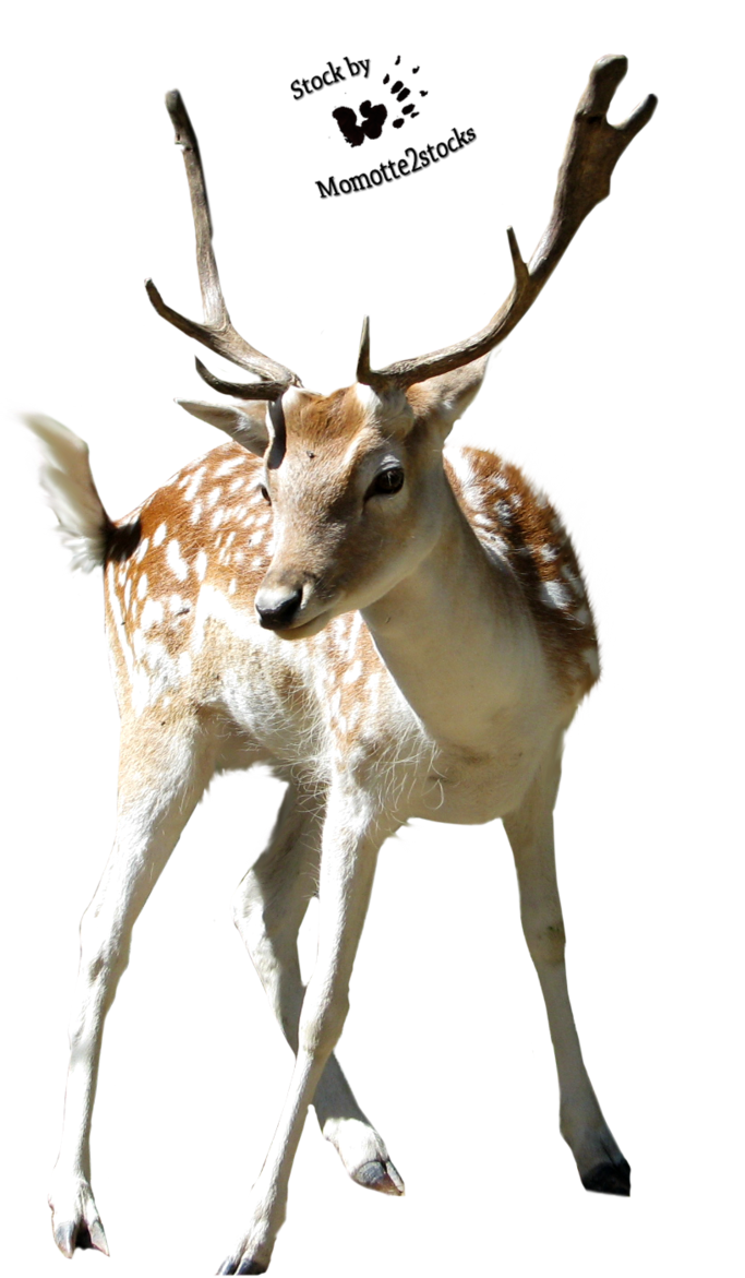 Crackpot Elk Deer Hart Christmas PNG