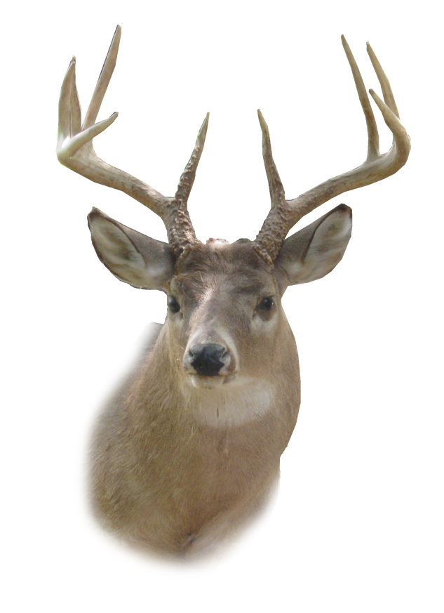 Bucks Wild Life Pet Head PNG
