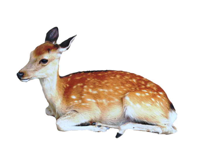 Deer Cute Awesome Fauna Roe PNG