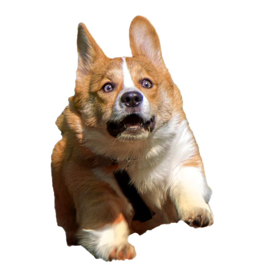 Animals Rabble Doggy Corgi Pets PNG