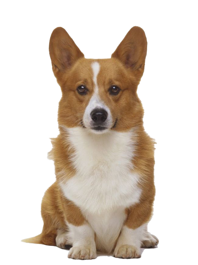 Turd Pooch Canine Devil Cute PNG