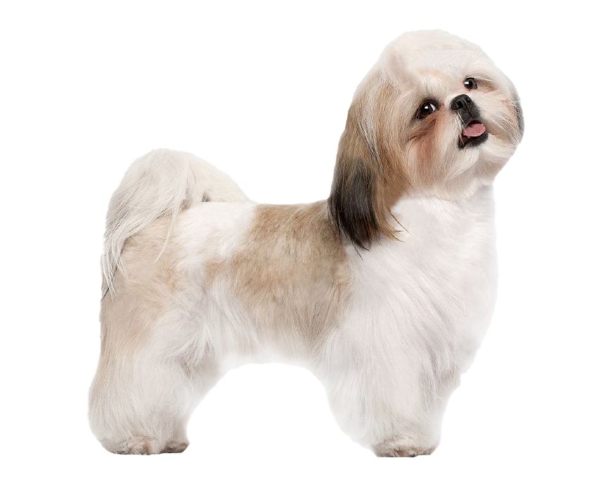 Rooster Tail Animals Pooch Mutt PNG