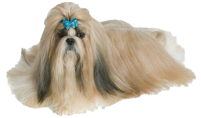 Trail Poodle Bloodhound Pets Shih PNG