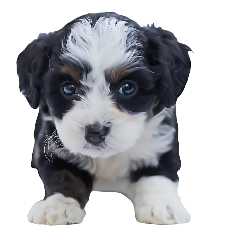 Shih Canine Bounder Scoundrel Puppy PNG